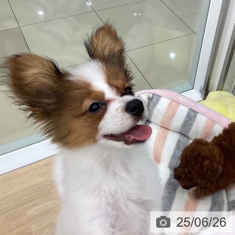 パピヨンの写真