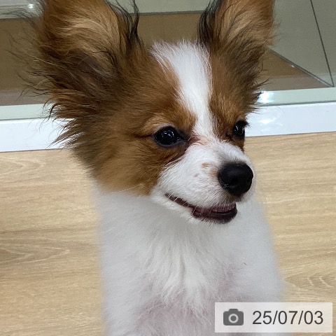 パピヨンの写真
