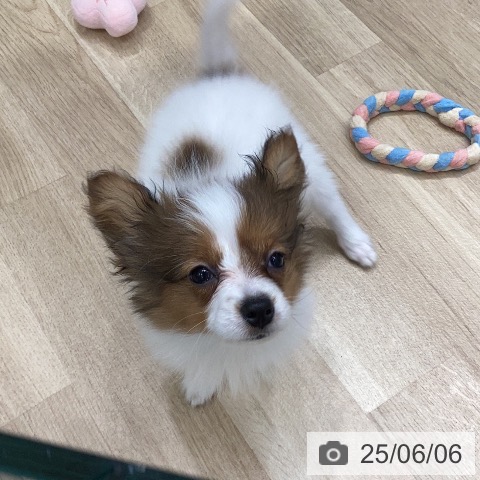 パピヨンの写真