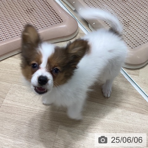 パピヨンの写真