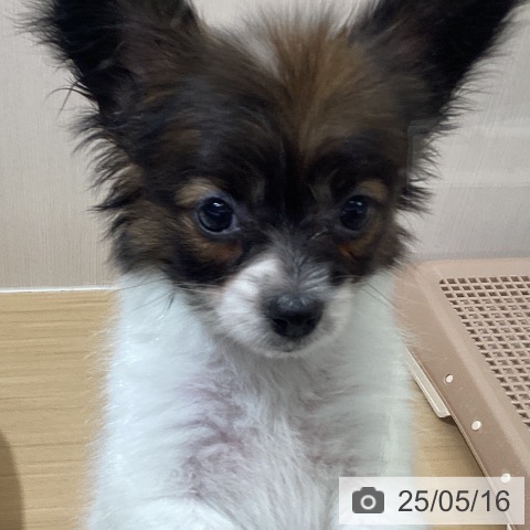 パピヨンの写真