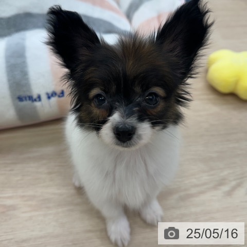 パピヨンの写真