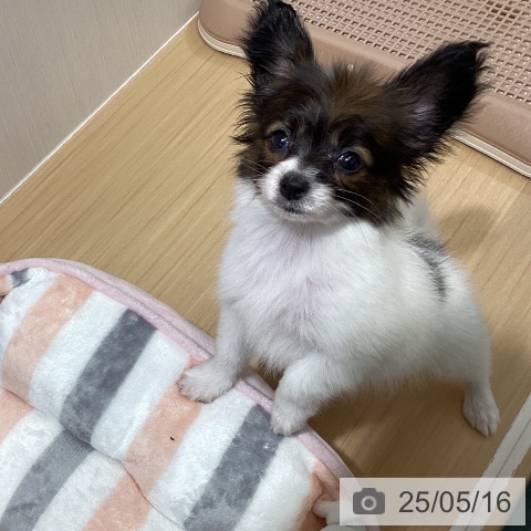 パピヨンの写真