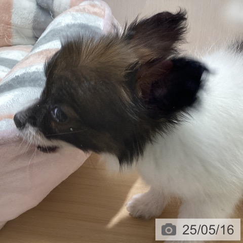 パピヨンの写真