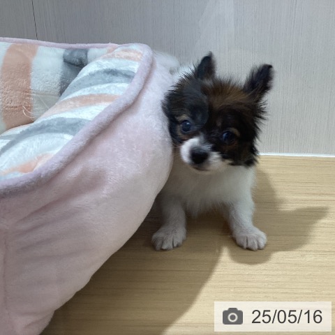 パピヨンの写真
