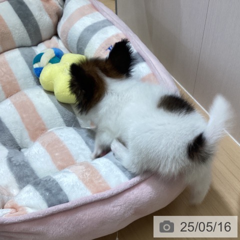 パピヨンの写真