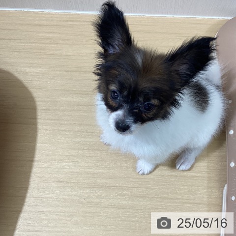 パピヨンの写真