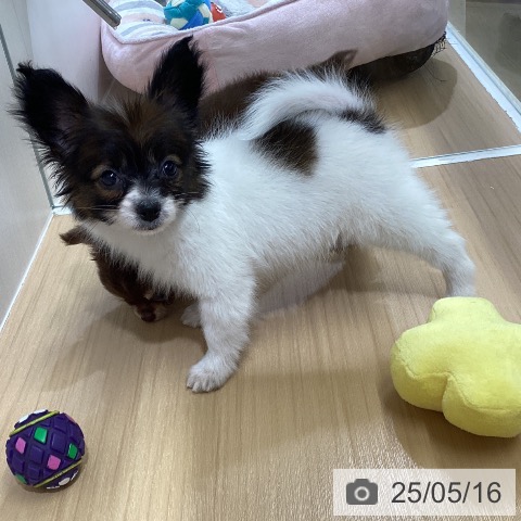 パピヨンの写真
