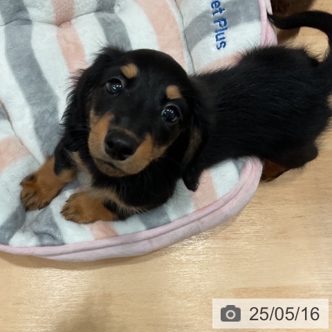 ミニチュア・ダックスフンドの写真