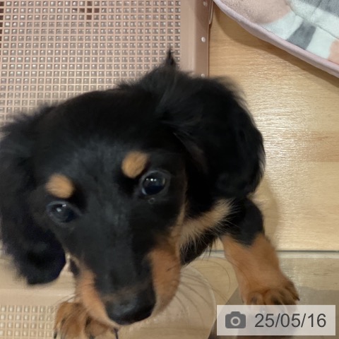 ミニチュア・ダックスフンドの写真