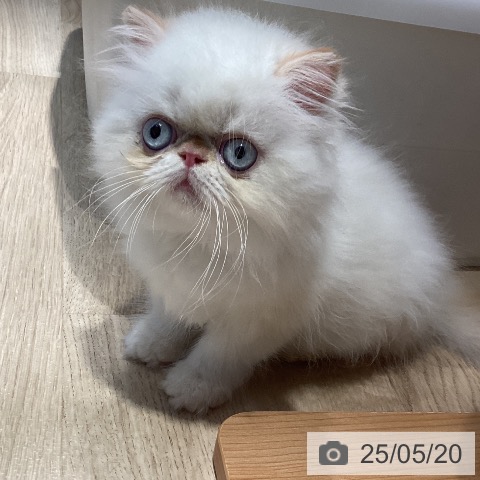 ヒマラヤンの写真