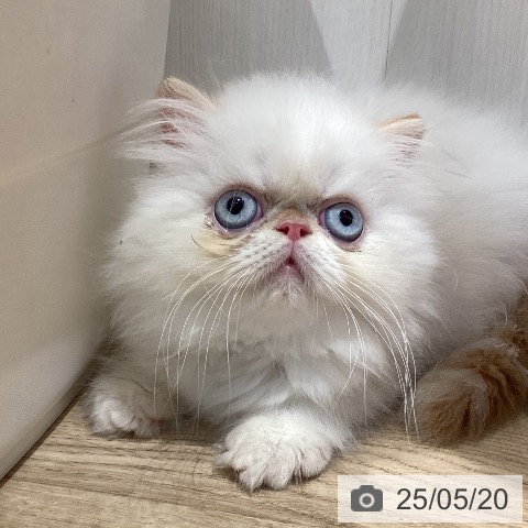 ヒマラヤンの写真