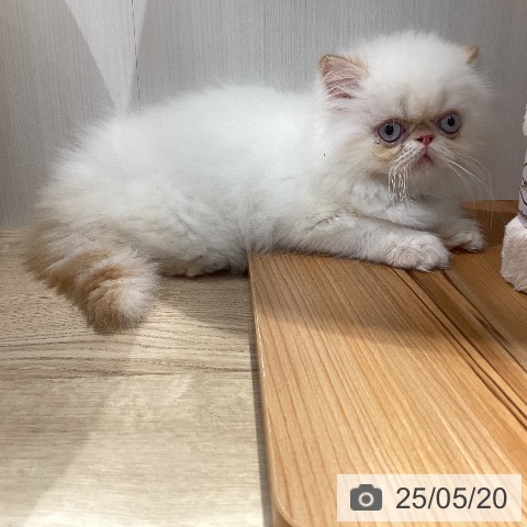 ヒマラヤンの写真