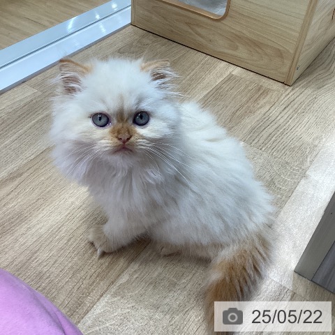 ヒマラヤンの写真