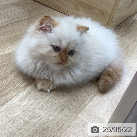 ヒマラヤンの写真