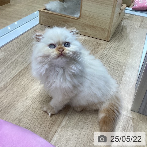 ヒマラヤンの写真