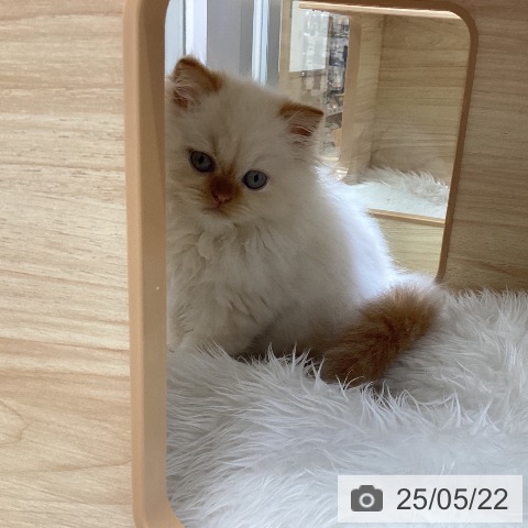 ヒマラヤンの写真