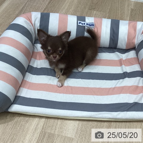 チワワの写真