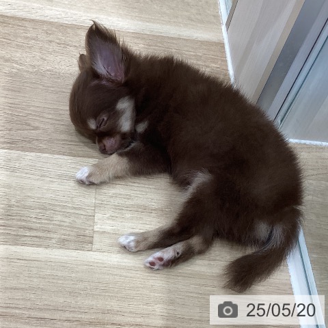チワワの写真