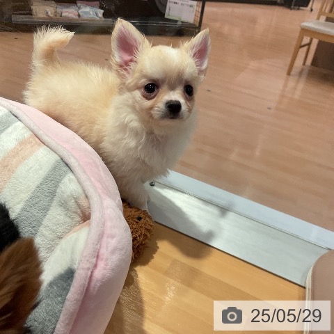チワワの写真