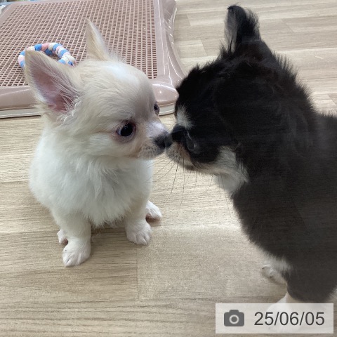 チワワの写真