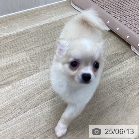 チワワの写真