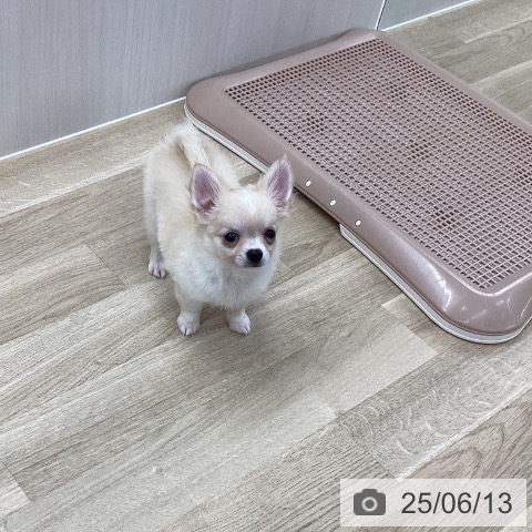 チワワの写真