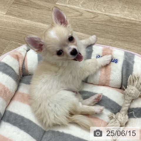チワワの写真