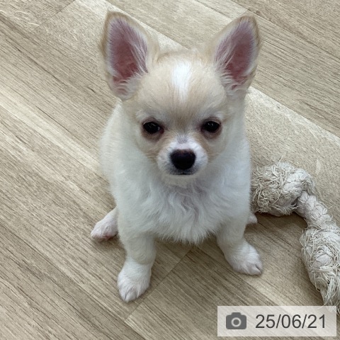 チワワの写真