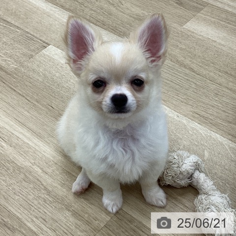チワワの写真