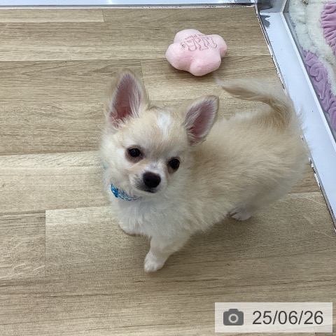 チワワの写真