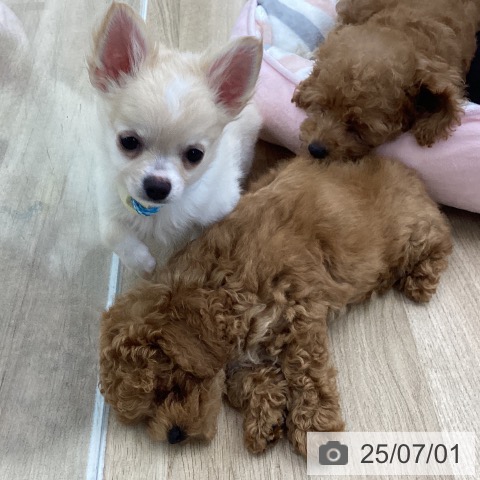 チワワの写真