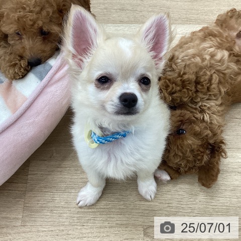 チワワの写真