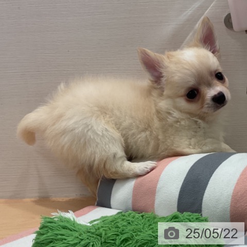 チワワの写真