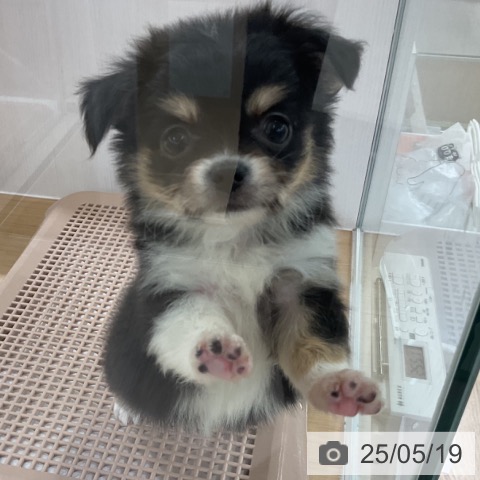 チワワの写真