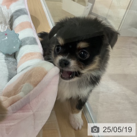 チワワの写真