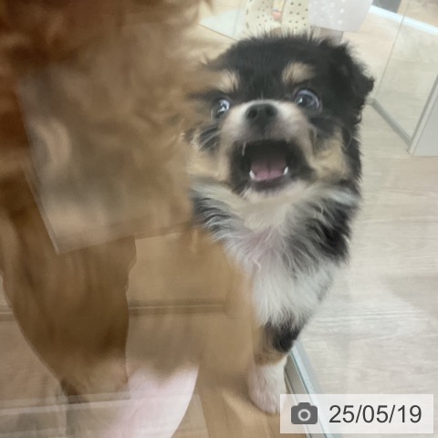 チワワの写真