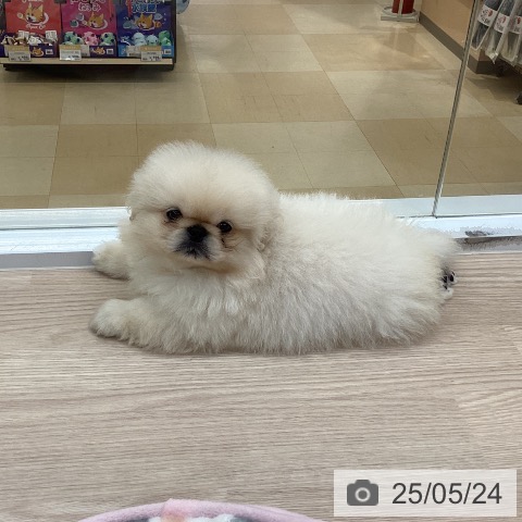ペキニーズの写真