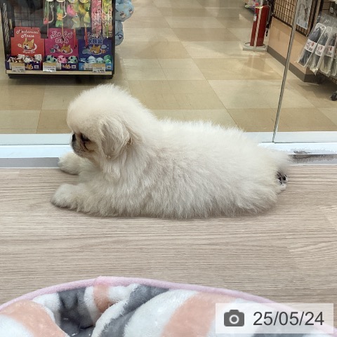 ペキニーズの写真