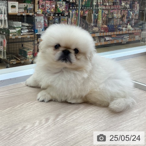 ペキニーズの写真