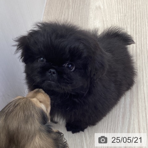 ペキニーズの写真