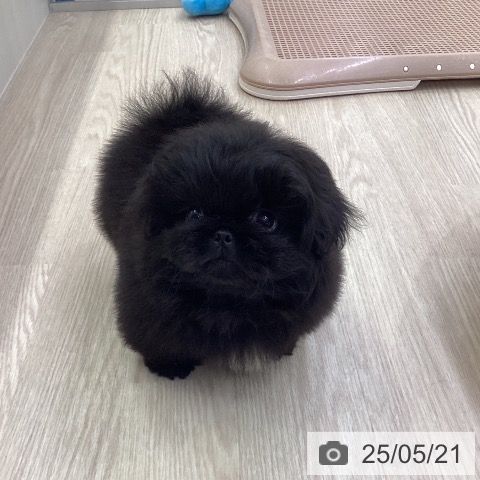 ペキニーズの写真