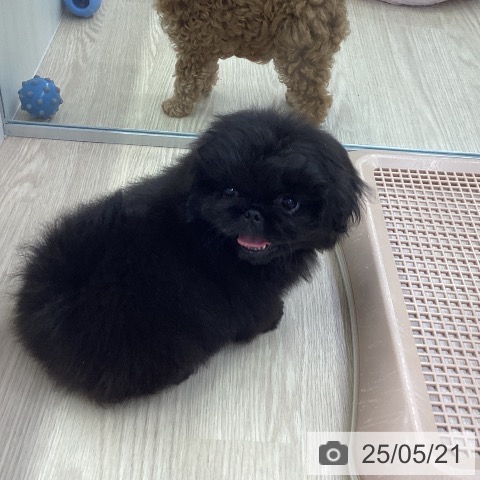 ペキニーズの写真