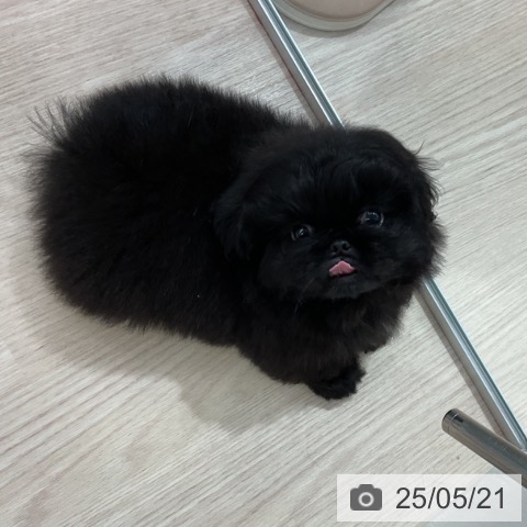 ペキニーズの写真