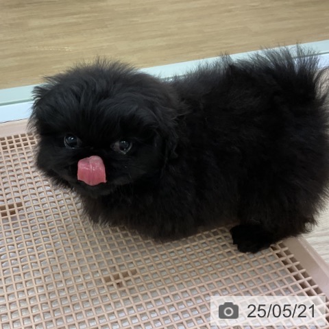 ペキニーズの写真
