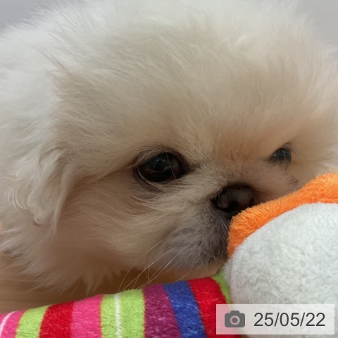 ペキニーズの写真