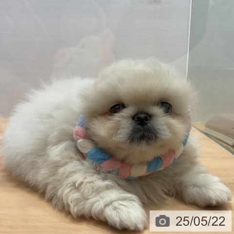 ペキニーズの写真