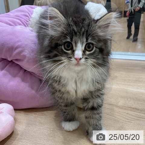 ノルウェージャンフォレストキャットの写真