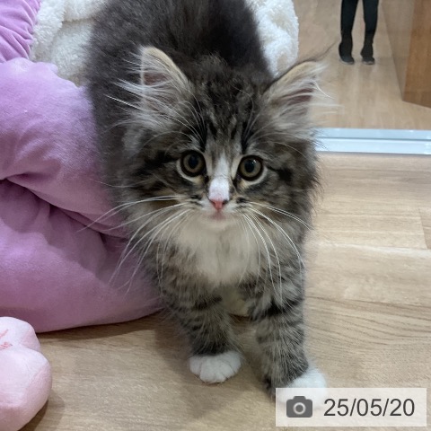 ノルウェージャンフォレストキャットの写真