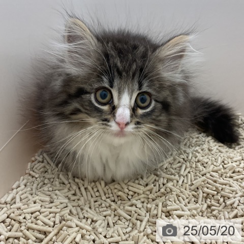 ノルウェージャンフォレストキャットの写真